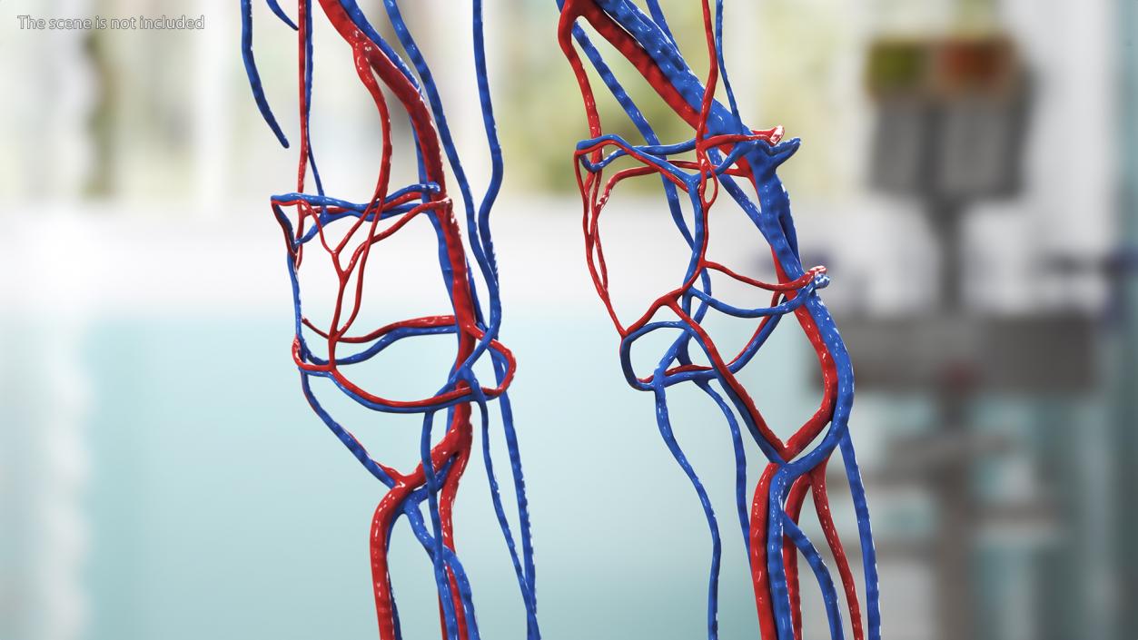 3D Girl Circulatory System model