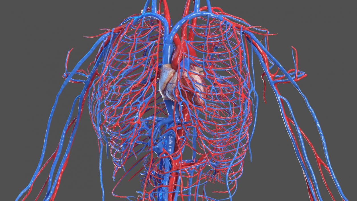 3D Girl Circulatory System model