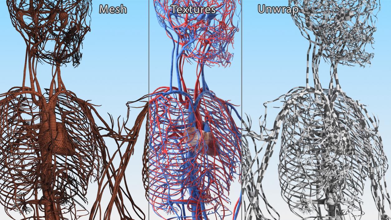 3D Girl Circulatory System model