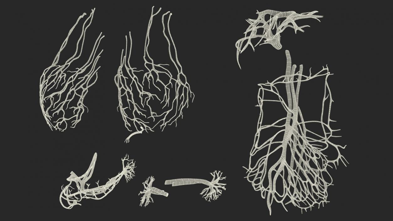 3D Girl Circulatory System model