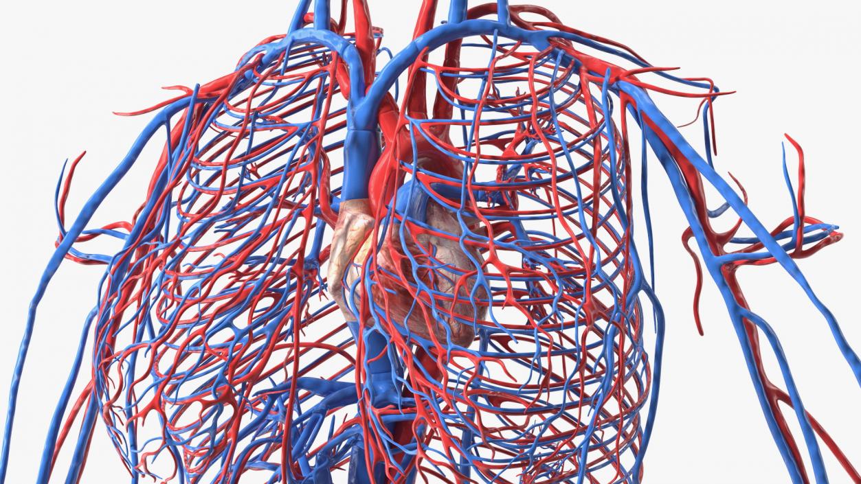 3D Girl Circulatory System model