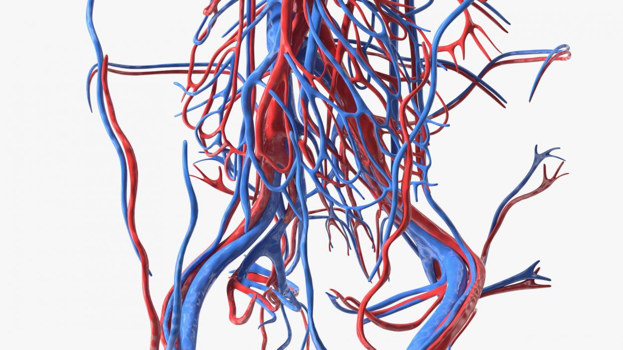 3D Girl Circulatory System model