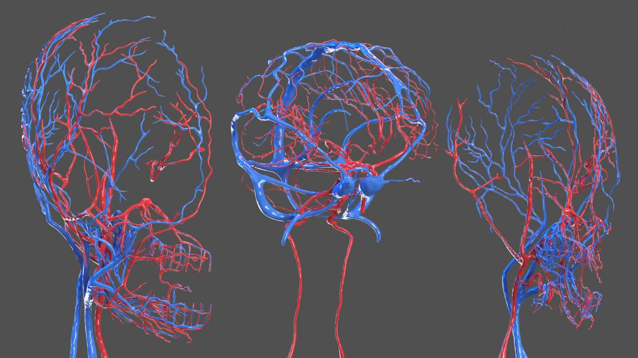 3D Girl Circulatory System model