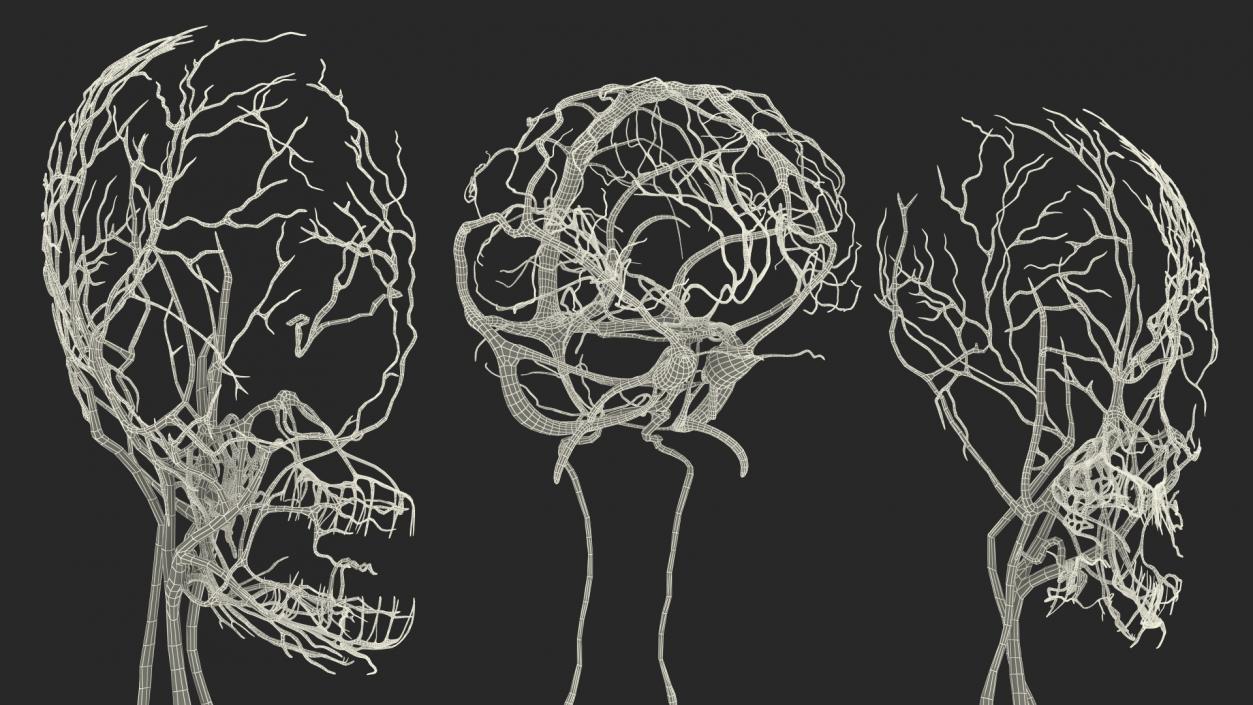 3D Girl Circulatory System model