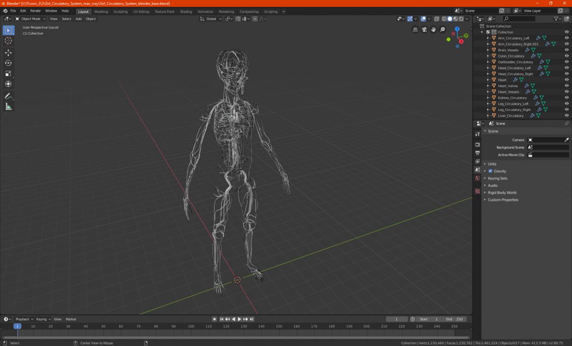 3D Girl Circulatory System model