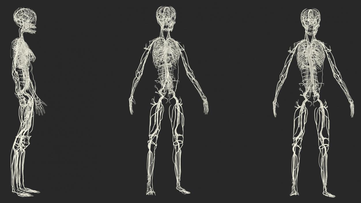 3D Girl Circulatory System model