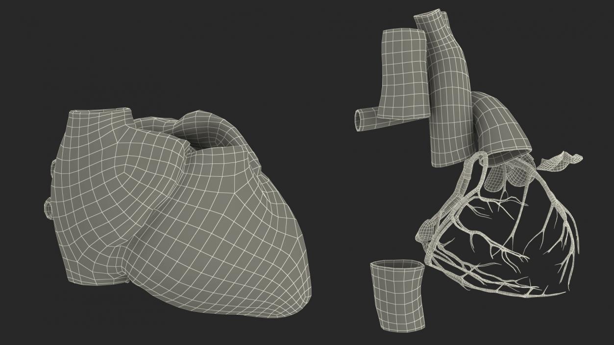 3D Girl Circulatory System model