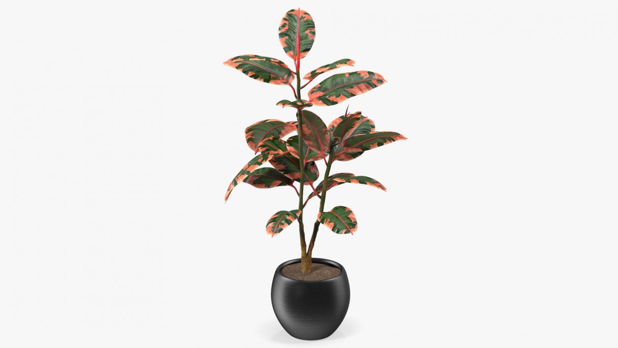 3D Rubber Tree Ruby in Pot model