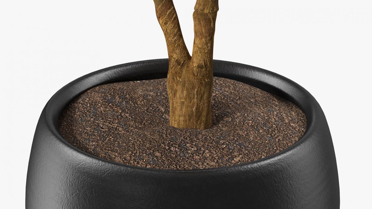 3D Rubber Tree Ruby in Pot model