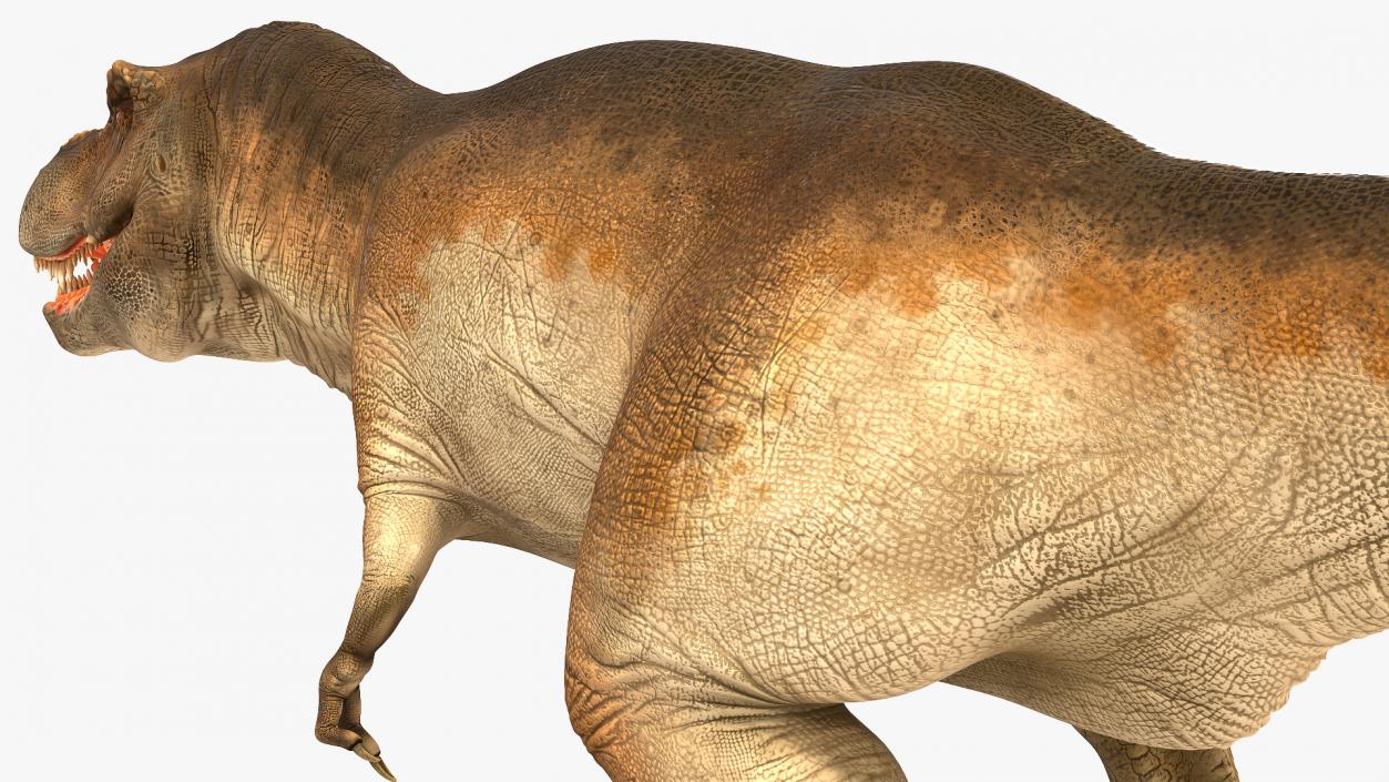 Animated Tyrannosaurus Rex Collection 3D