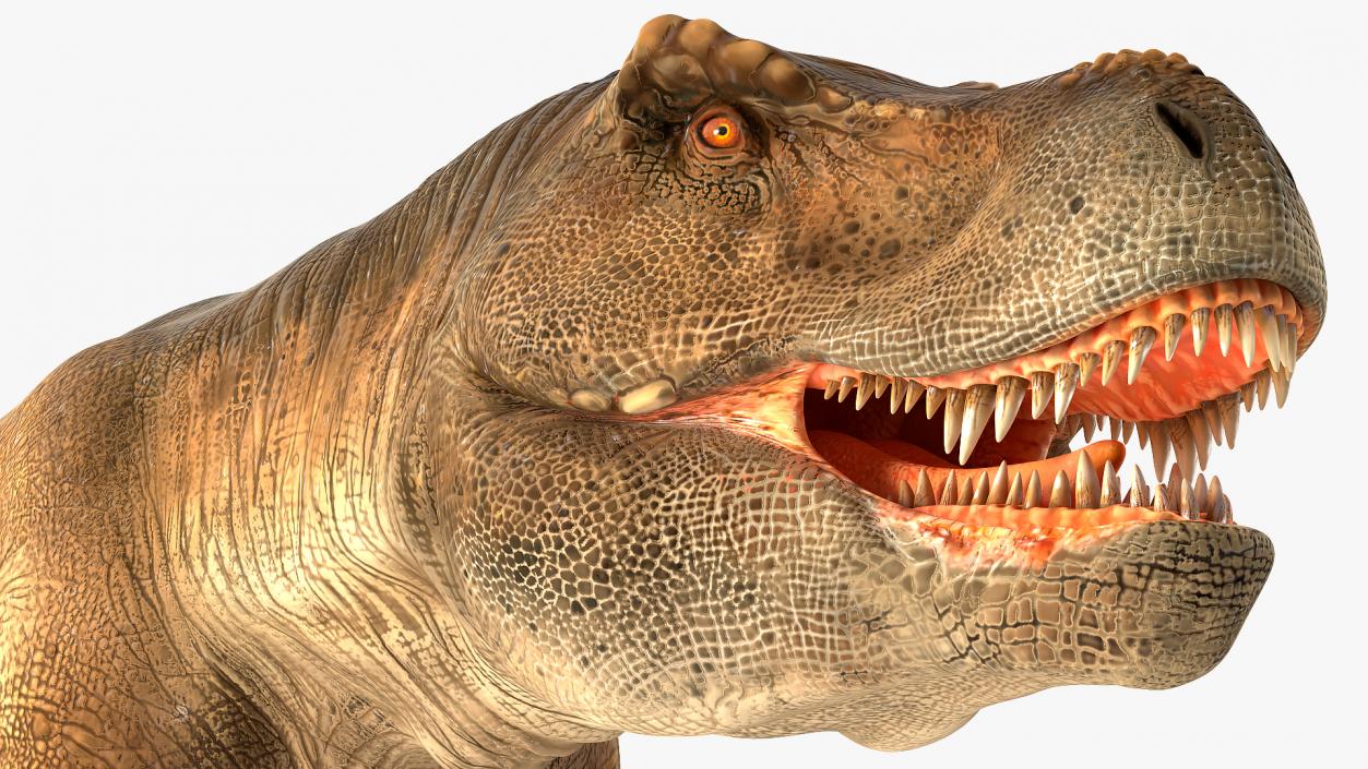 Animated Tyrannosaurus Rex Collection 3D