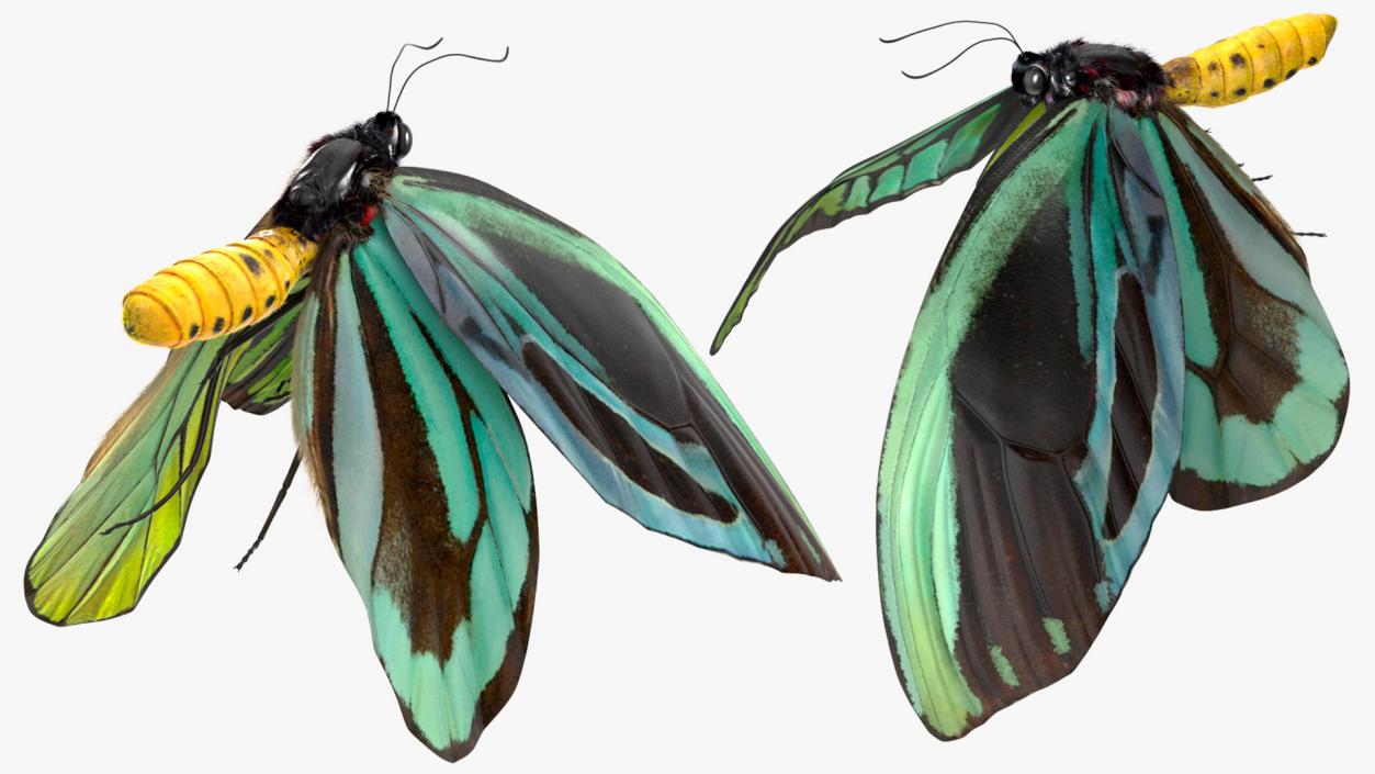 3D Animated Flight Ornithoptera Alexandrae Butterfly Fur model