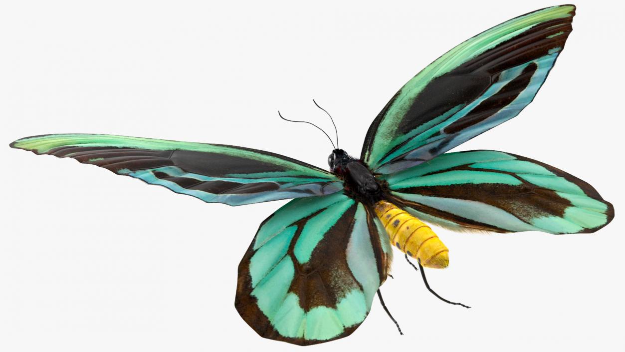 3D Animated Flight Ornithoptera Alexandrae Butterfly Fur model