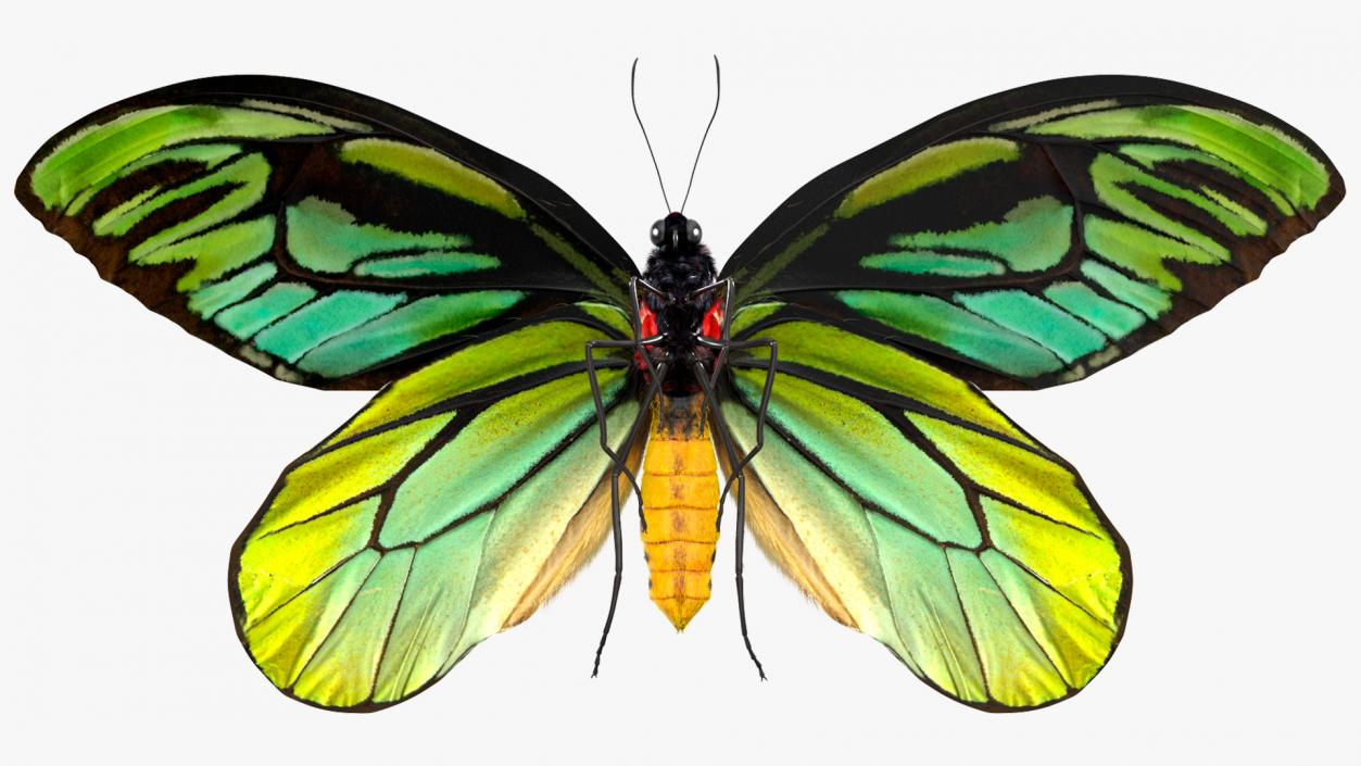 3D Animated Flight Ornithoptera Alexandrae Butterfly Fur model