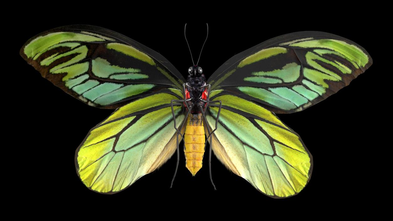 3D Animated Flight Ornithoptera Alexandrae Butterfly Fur model