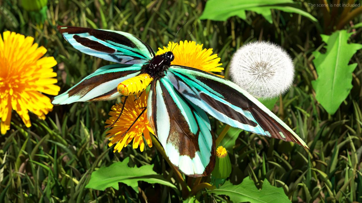 3D Animated Flight Ornithoptera Alexandrae Butterfly Fur model