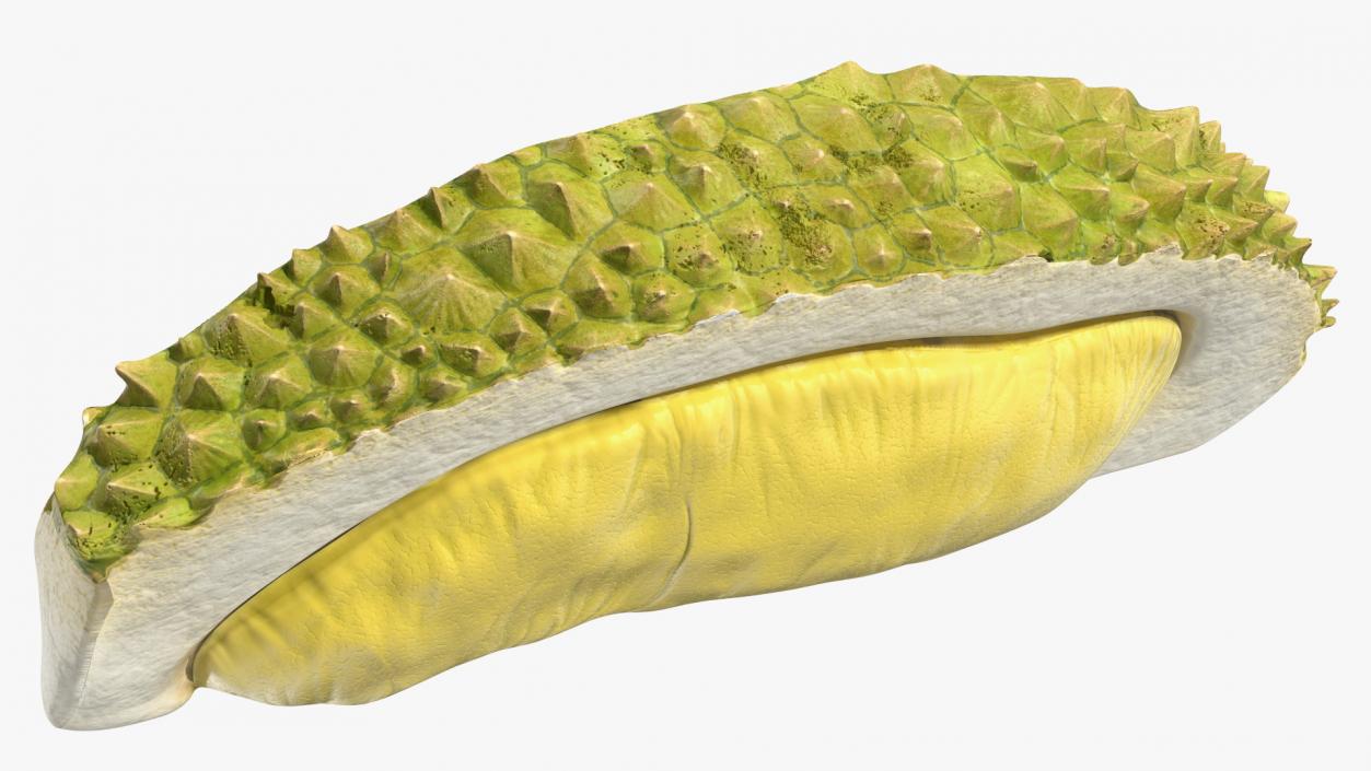 3D model Fresh Riped Durian Fruit Slice