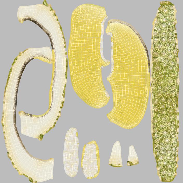 3D model Fresh Riped Durian Fruit Slice