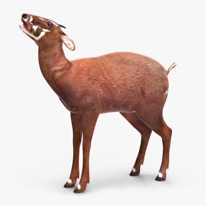 3D Saola Rigged for Maya 3 model