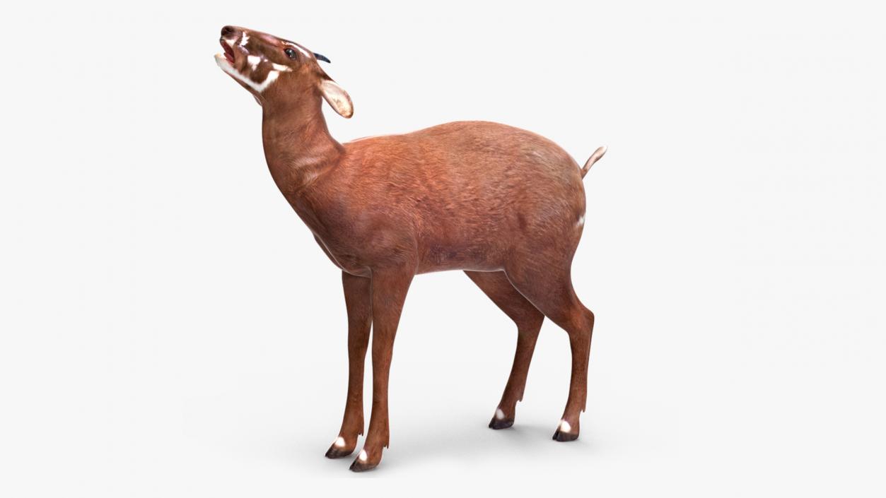 3D Saola Rigged for Maya 3 model