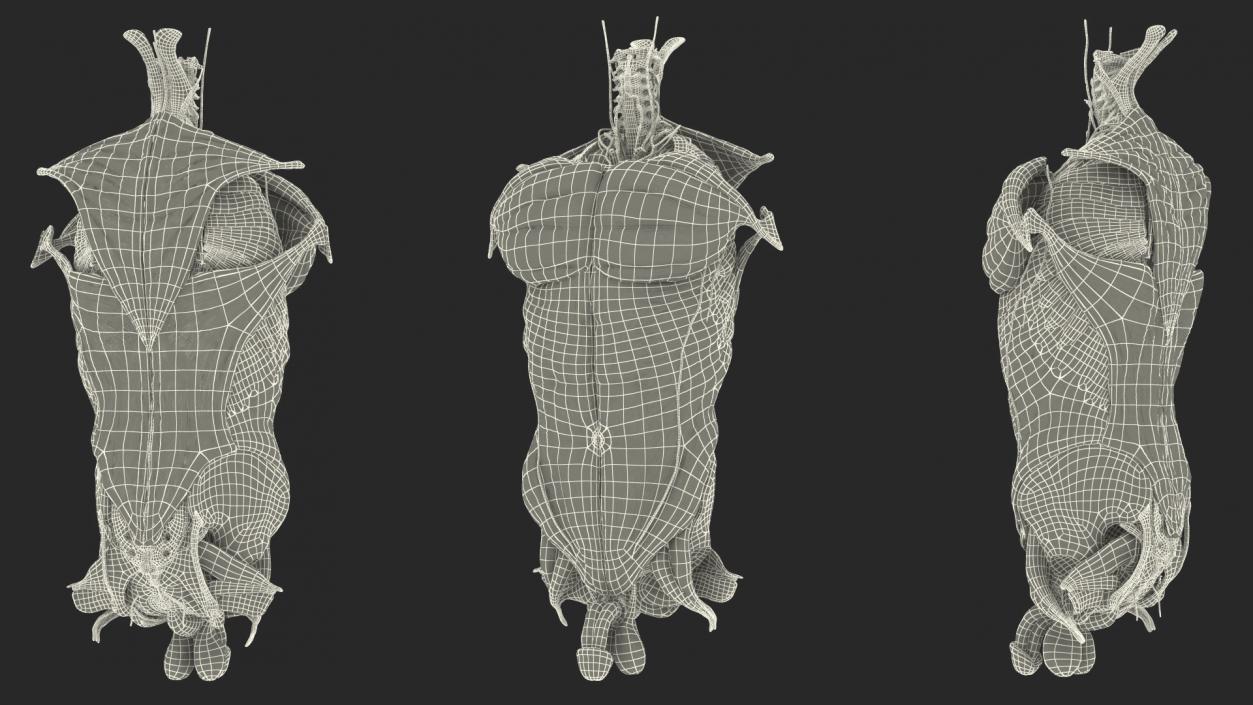 3D Male Torso Full Anatomy model