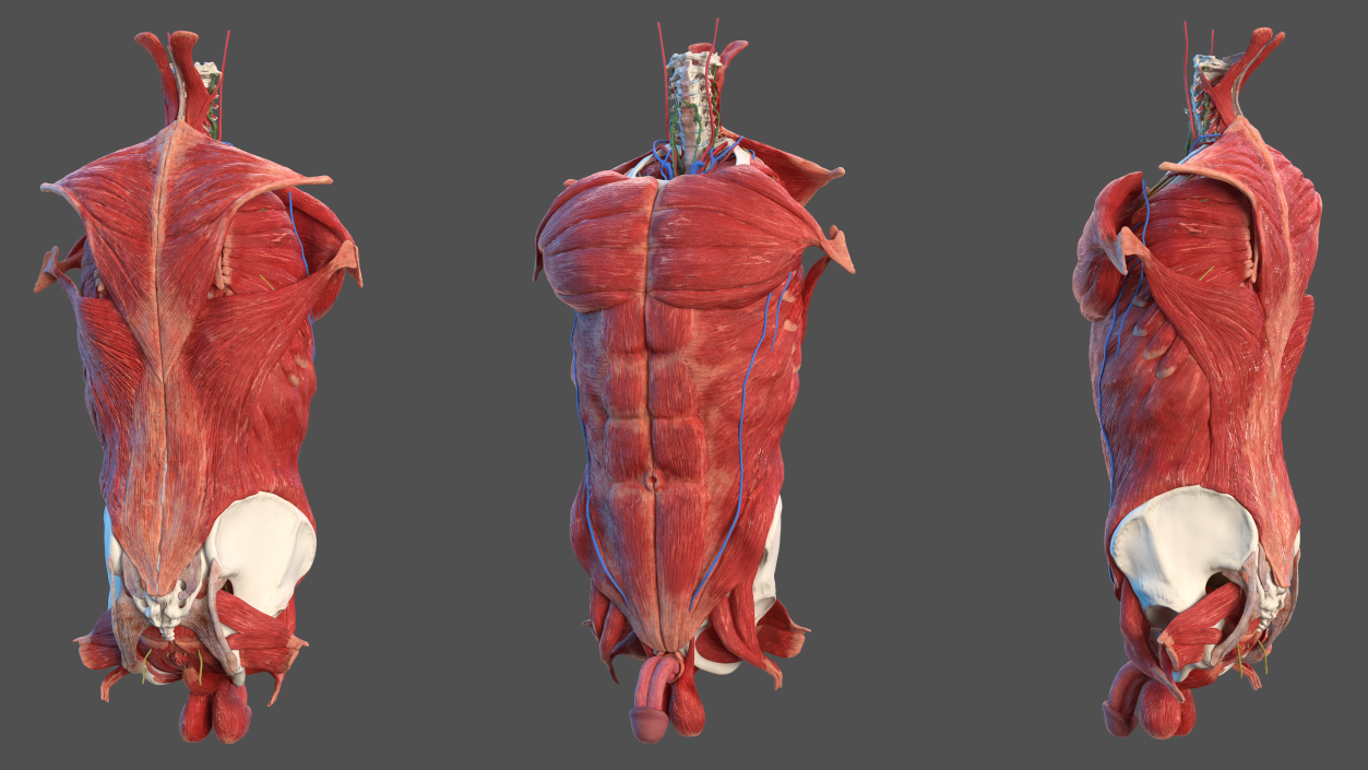 3D Male Torso Full Anatomy model