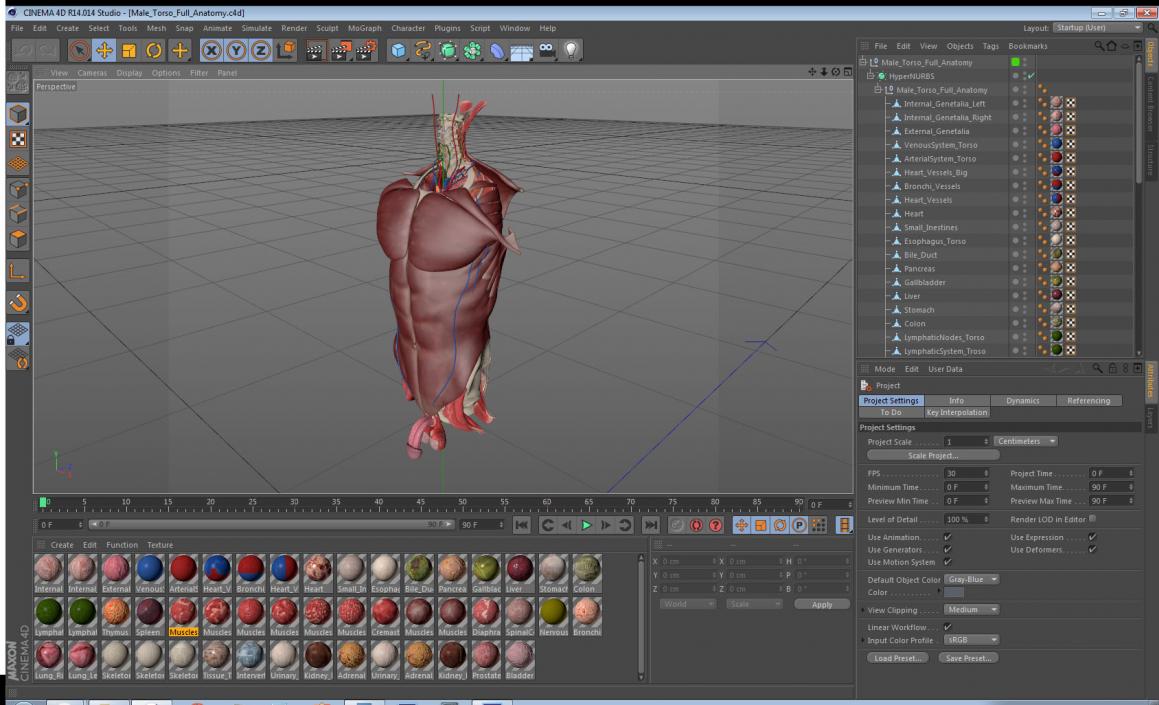 3D Male Torso Full Anatomy model