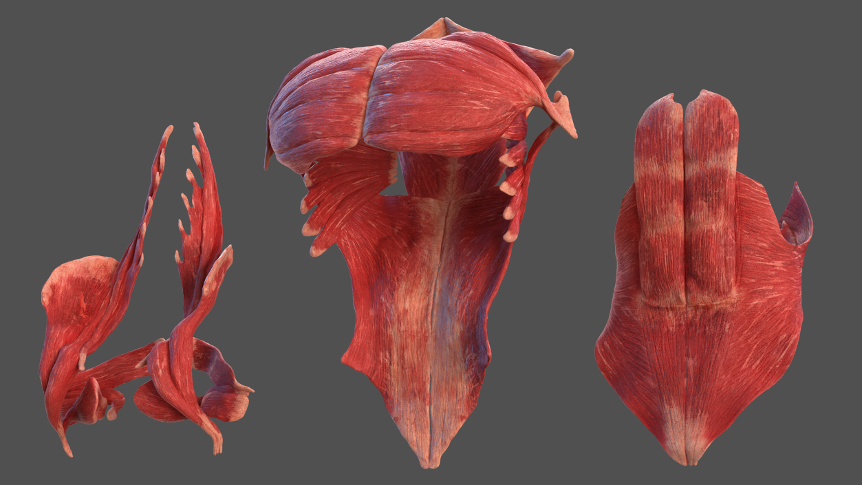 3D Male Torso Full Anatomy model