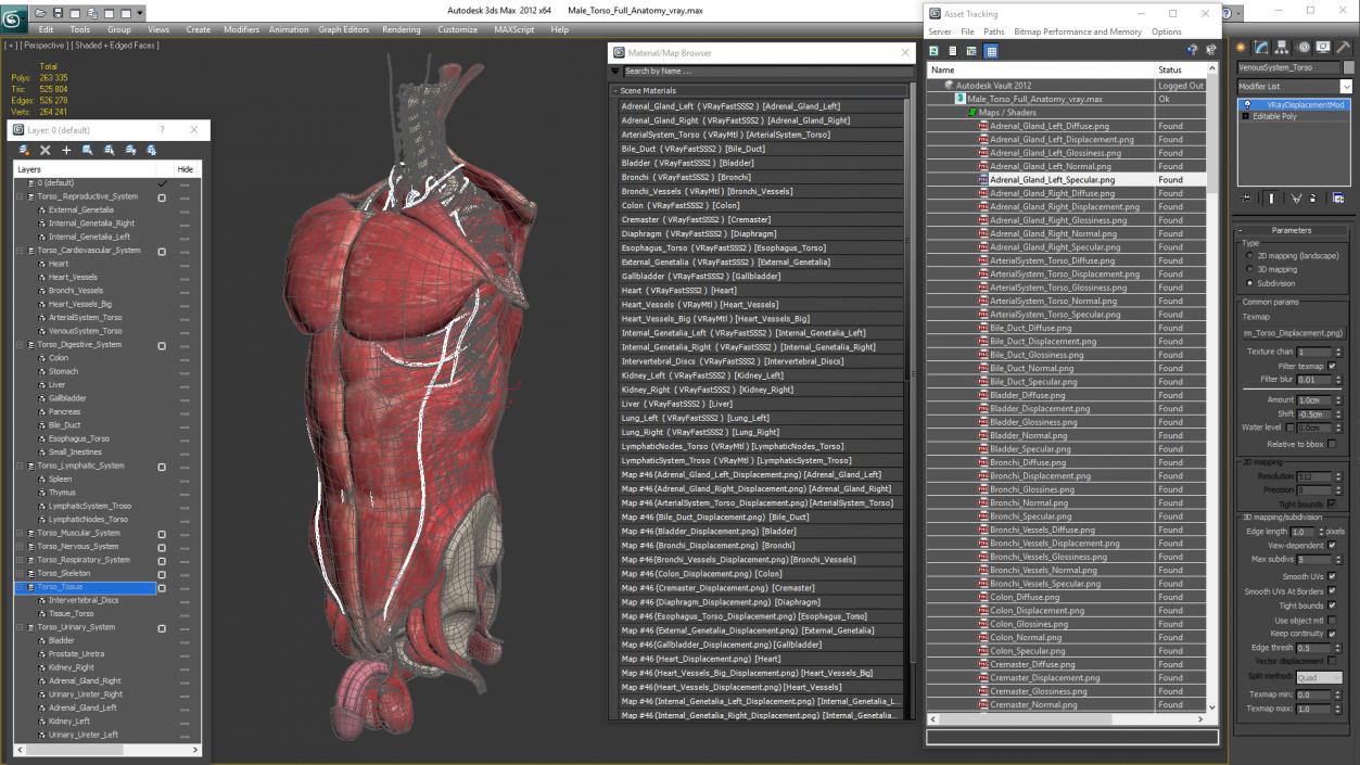 3D Male Torso Full Anatomy model