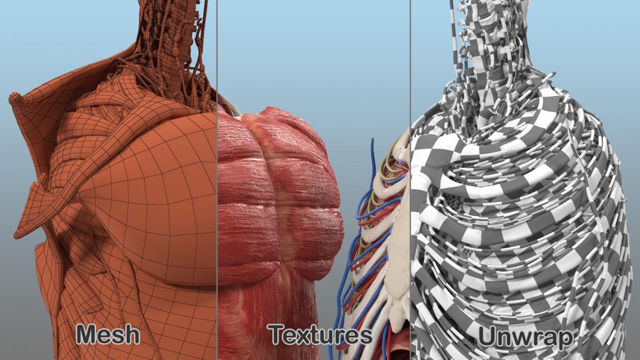 3D Male Torso Full Anatomy model