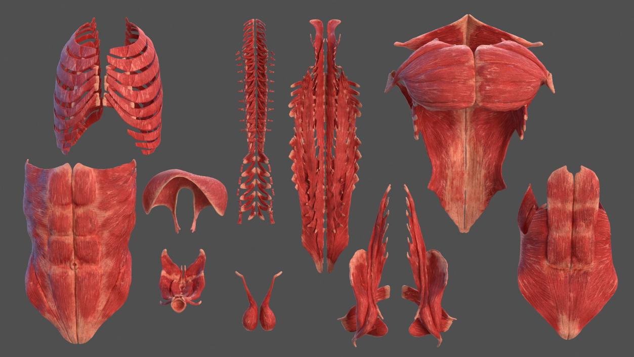 3D Male Torso Full Anatomy model