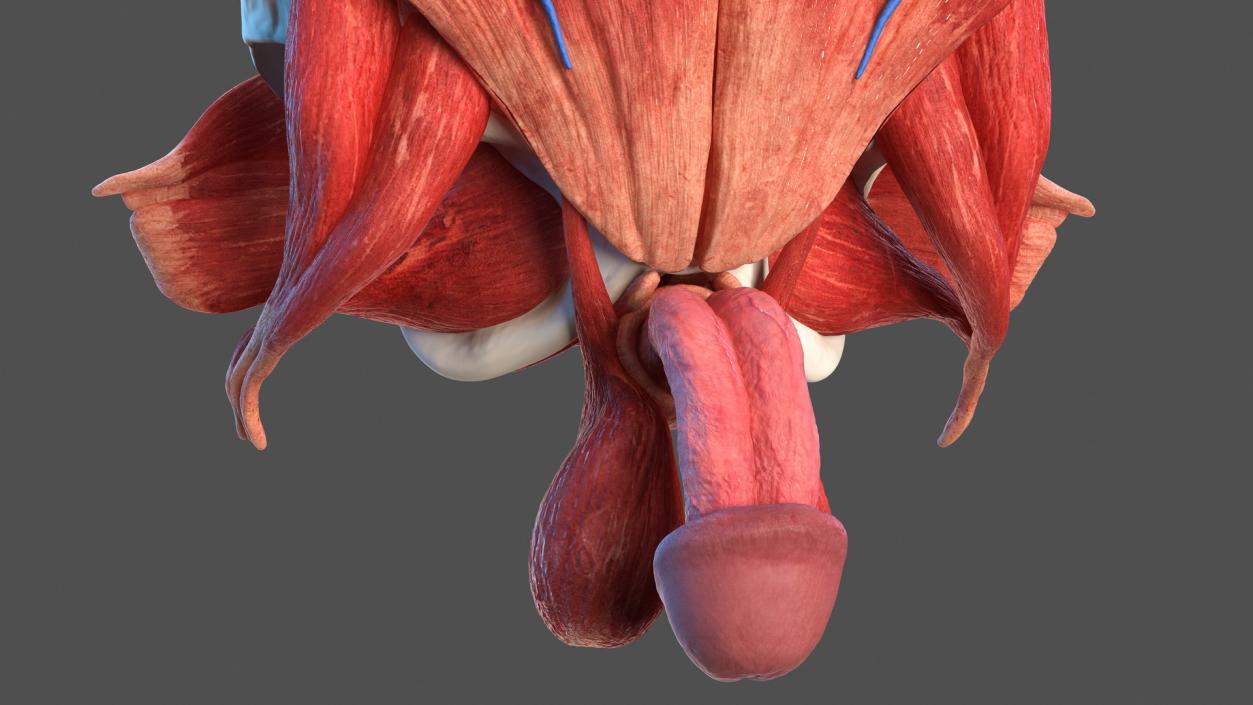 3D Male Torso Full Anatomy model