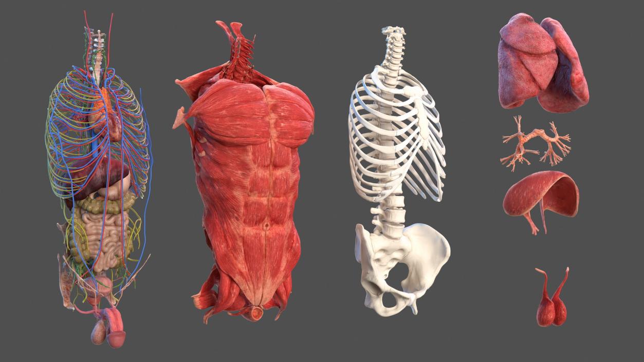 3D Male Torso Full Anatomy model