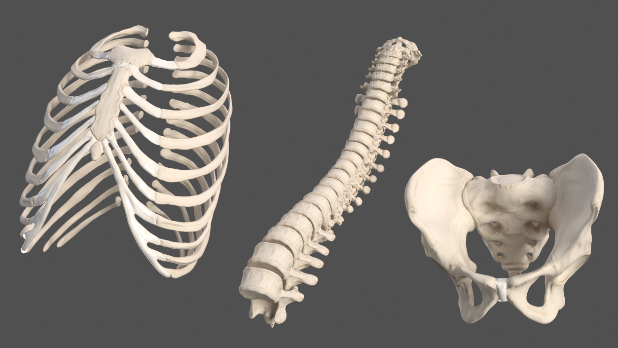 3D Male Torso Full Anatomy model