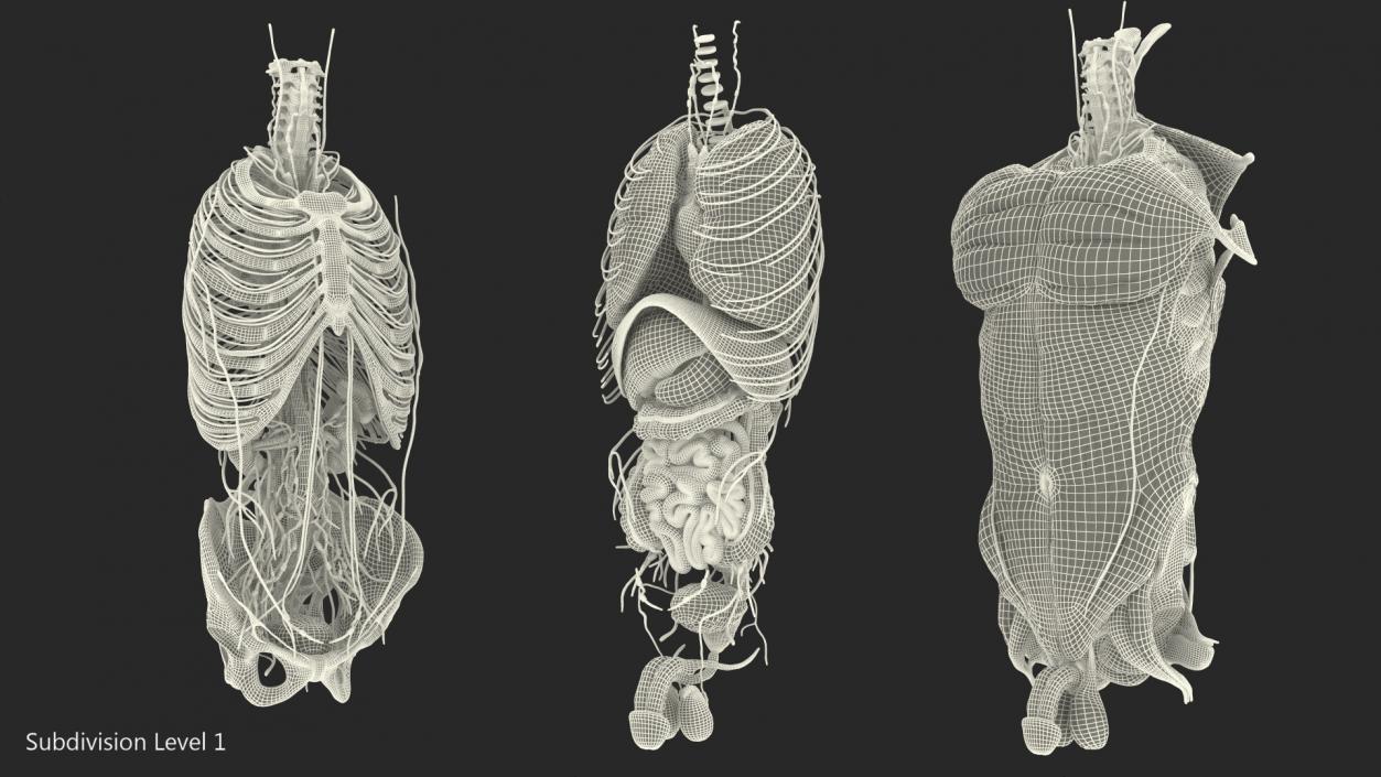 3D Male Torso Full Anatomy model