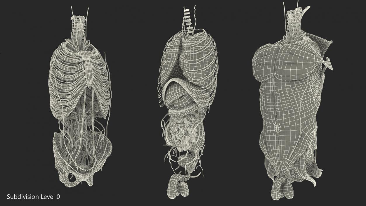 3D Male Torso Full Anatomy model