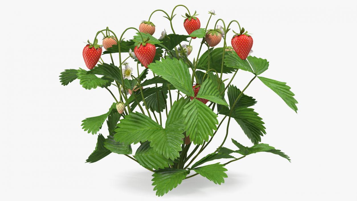 Strawberry Plant with Ripe and Unripe Fruits 3D model