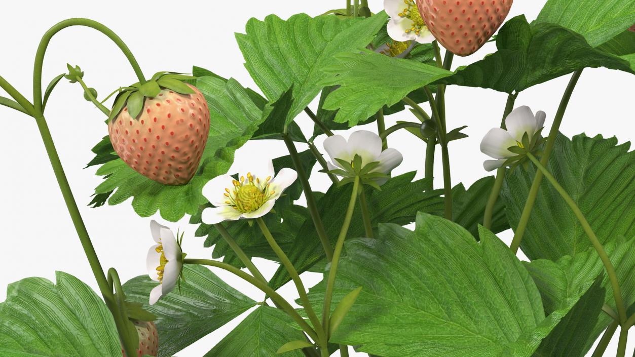 Strawberry Plant with Ripe and Unripe Fruits 3D model