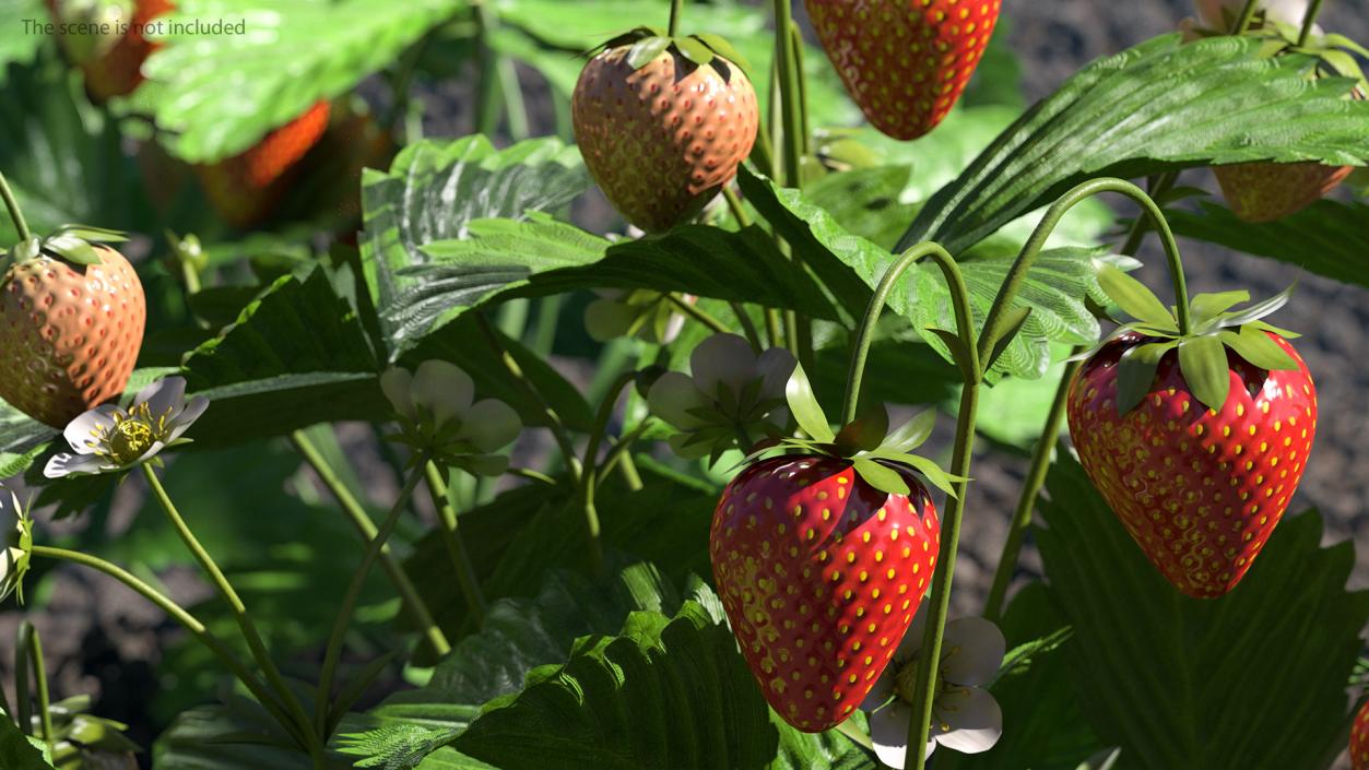 Strawberry Plant with Ripe and Unripe Fruits 3D model