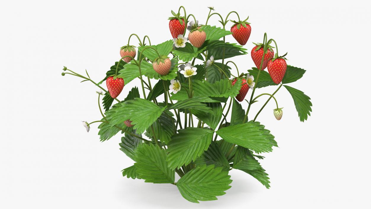 Strawberry Plant with Ripe and Unripe Fruits 3D model