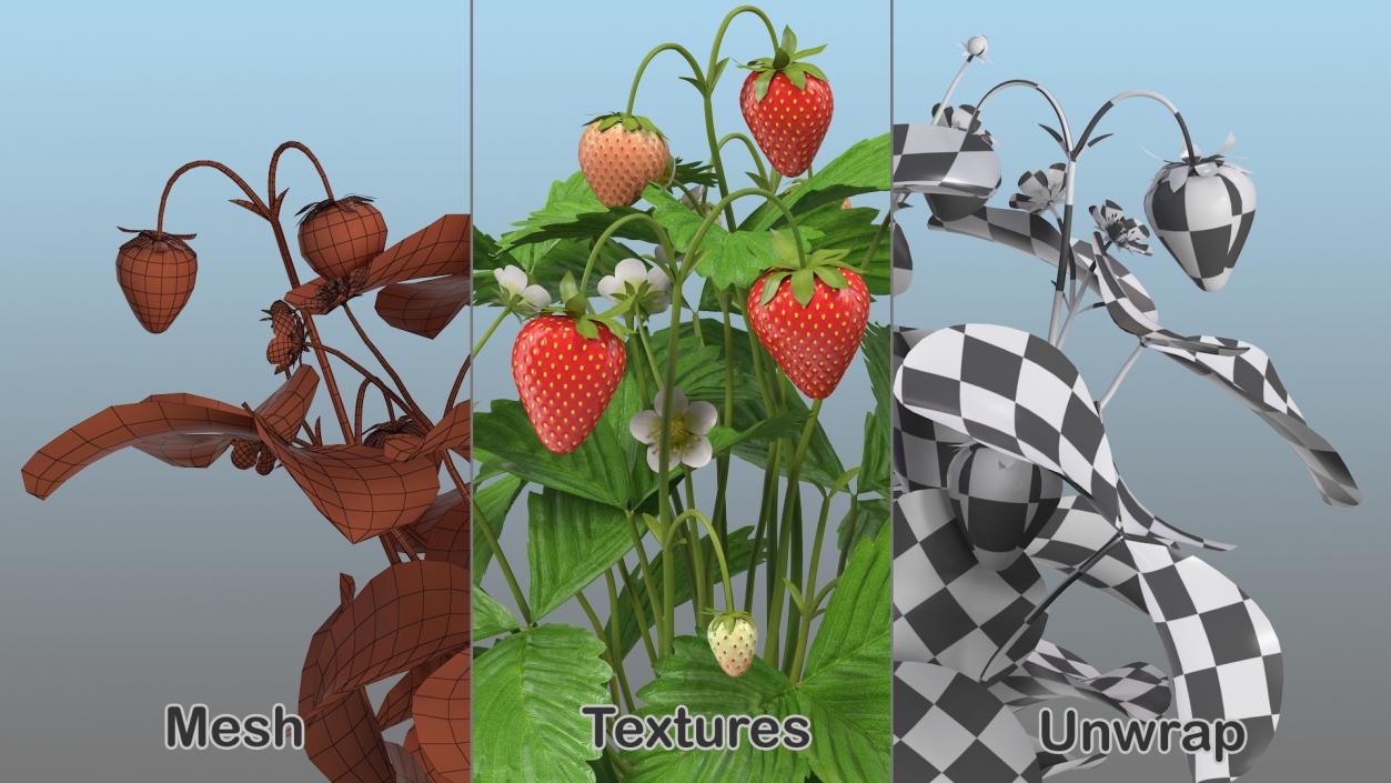 Strawberry Plant with Ripe and Unripe Fruits 3D model