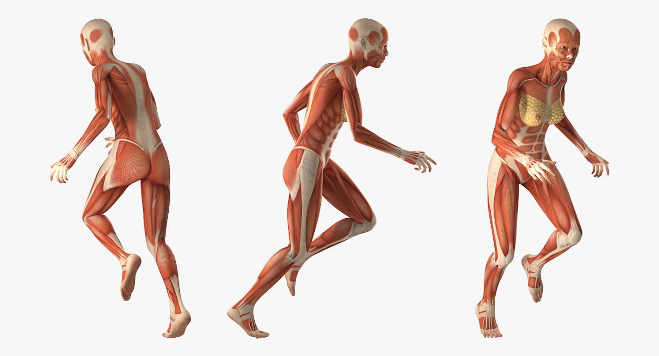 Running Woman Muscular System Anatomy 3D