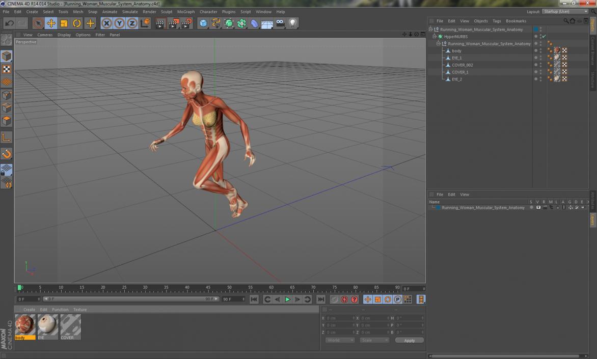 Running Woman Muscular System Anatomy 3D