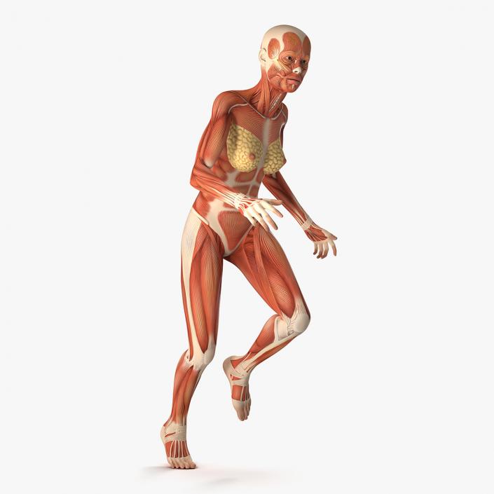 Running Woman Muscular System Anatomy 3D