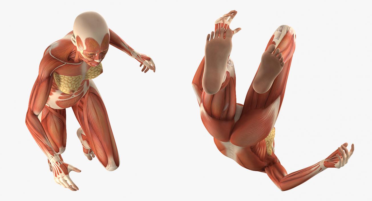 Running Woman Muscular System Anatomy 3D