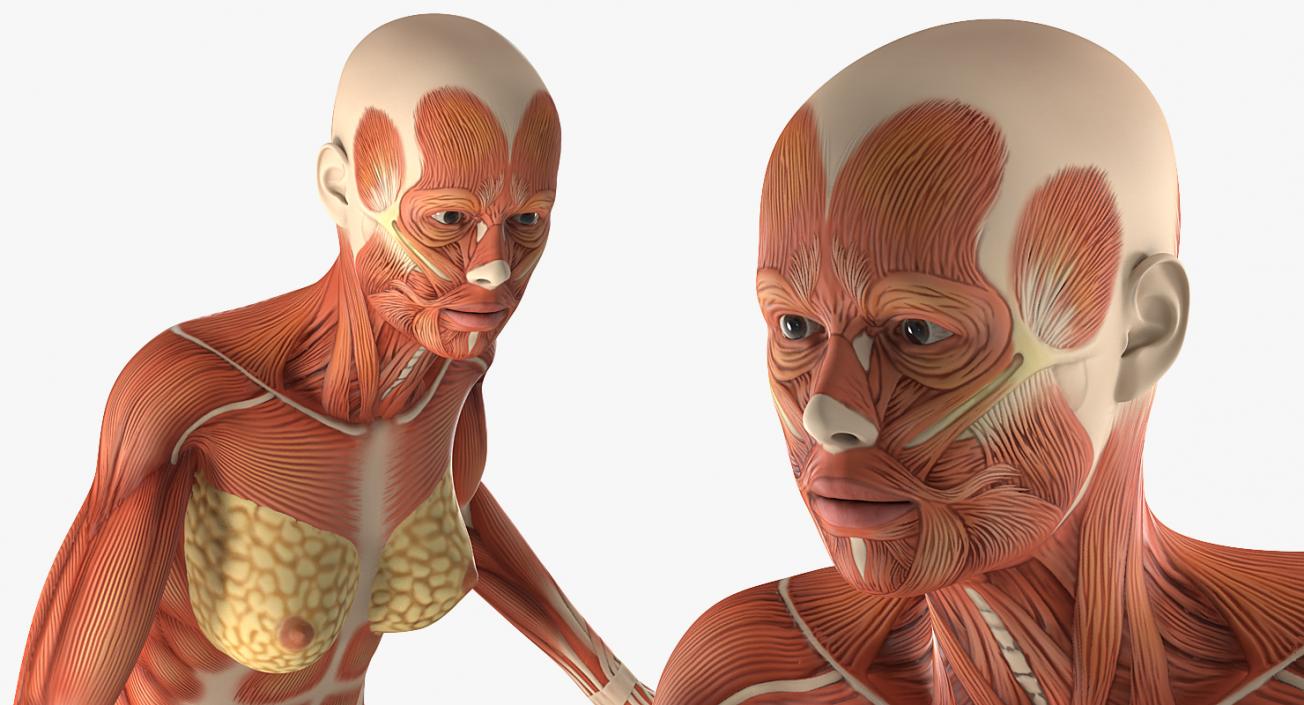 Running Woman Muscular System Anatomy 3D