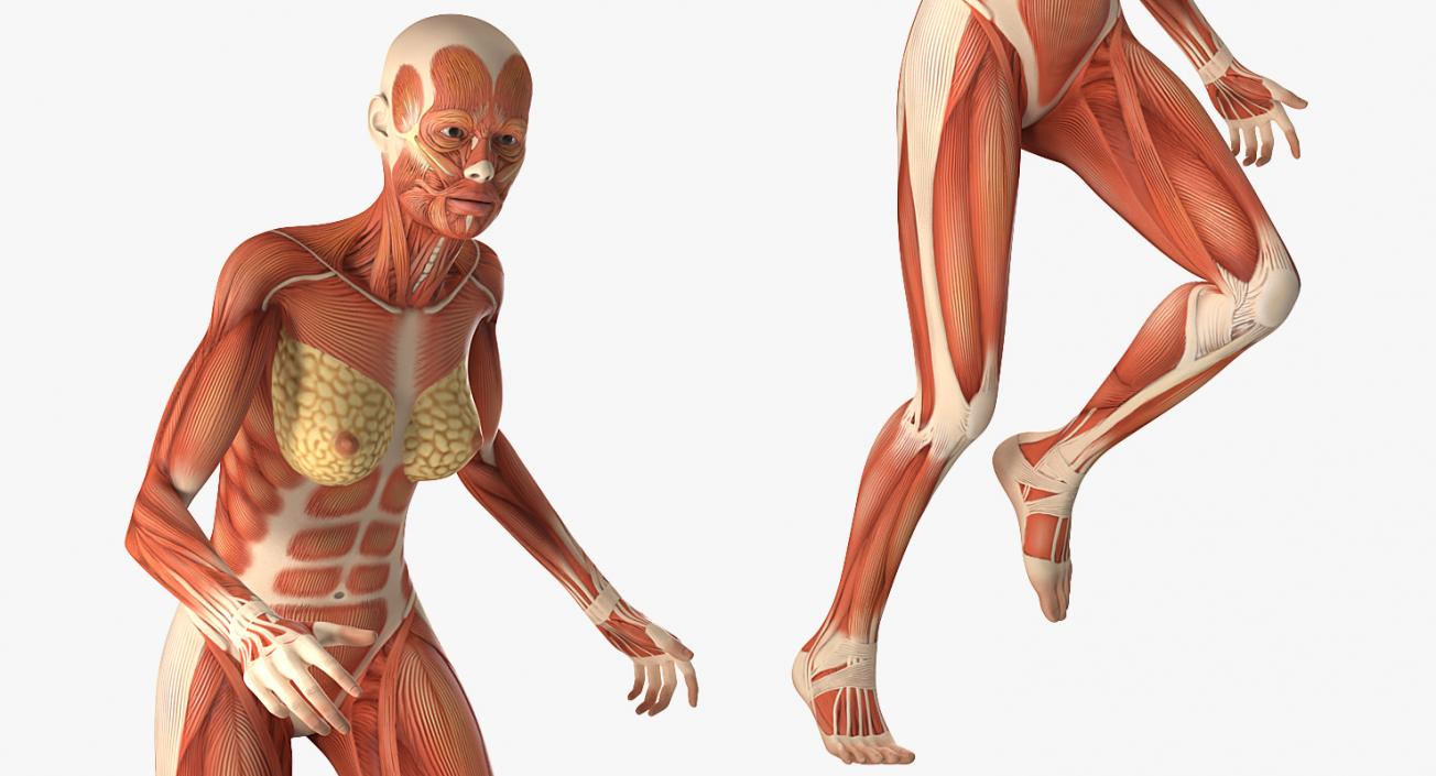 Running Woman Muscular System Anatomy 3D