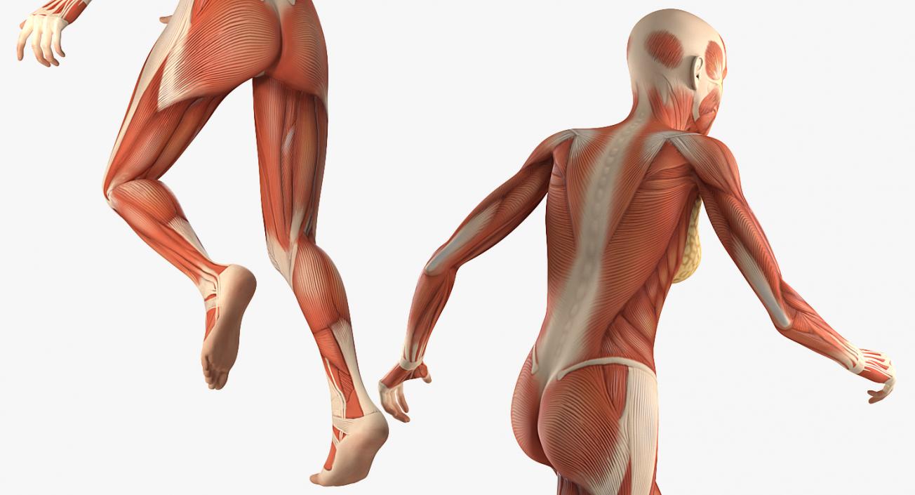 Running Woman Muscular System Anatomy 3D