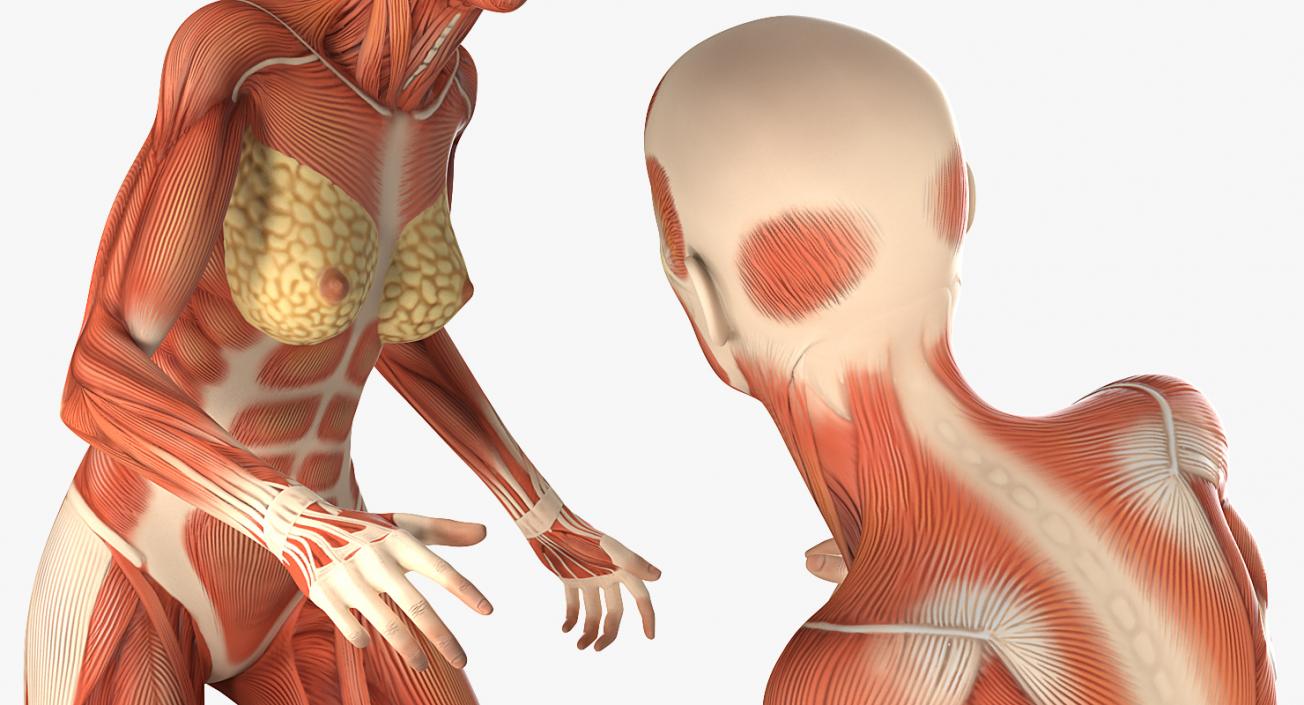 Running Woman Muscular System Anatomy 3D