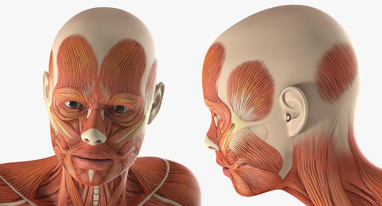 Running Woman Muscular System Anatomy 3D